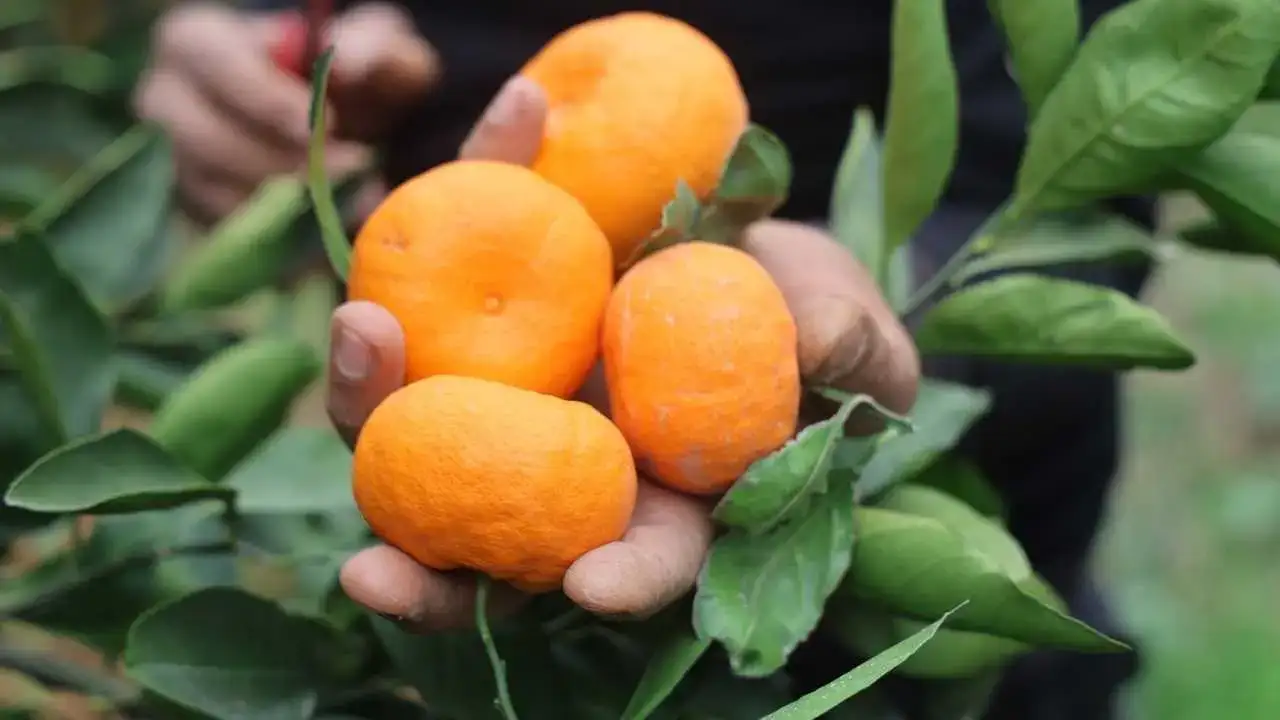 Hatay’da Mandalina İsyanı: Çiftçi Kazanamıyor, Tüketici Pahalı Alıyor! 3